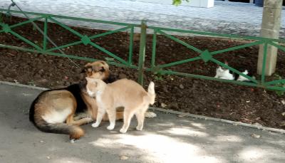 Прикрепленное изображение: Кот и пёс.1.jpg